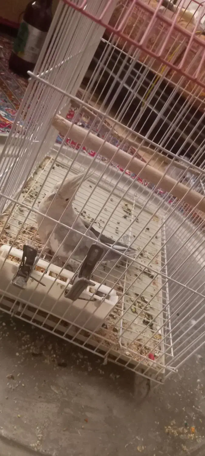 عروس هلندی|پرنده|کرج, شهرک فهمیده|دیوار