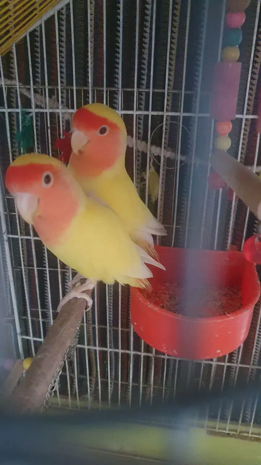 یک جفت عروس هلندی و طوطی برزیلی|پرنده|ری, فیروزآبادی|دیوار