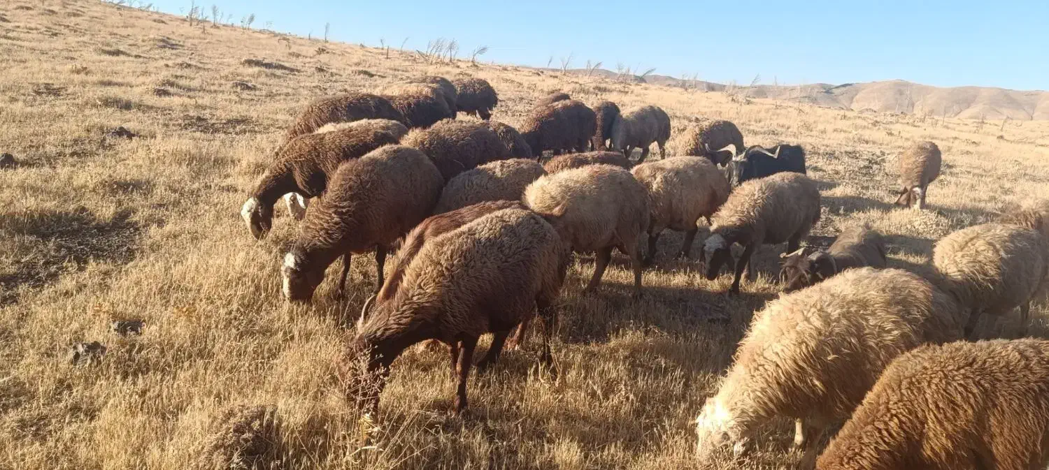 فروش میش وبره|حیوانات مزرعه|سنقر, |دیوار