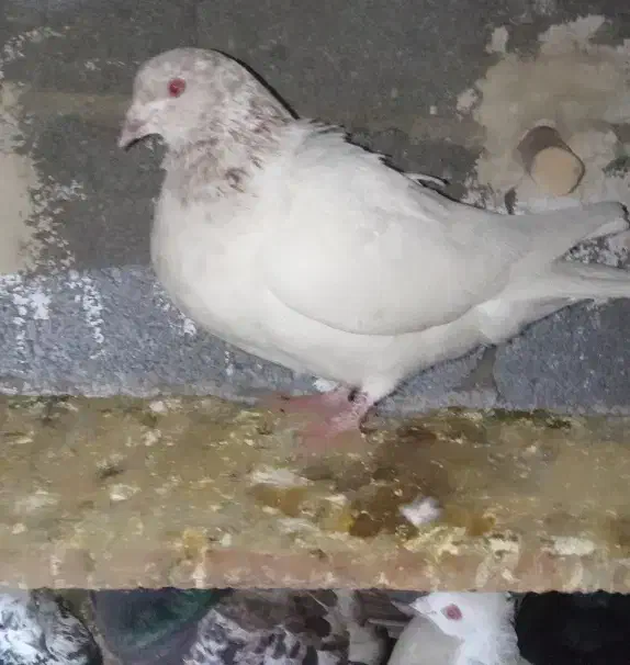 کبوتر|پرنده|فاروج, |دیوار