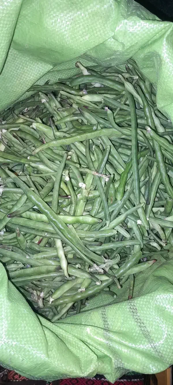 لوبیا سبز زرین آباد|خوردنی و آشامیدنی|زرین آباد, |دیوار