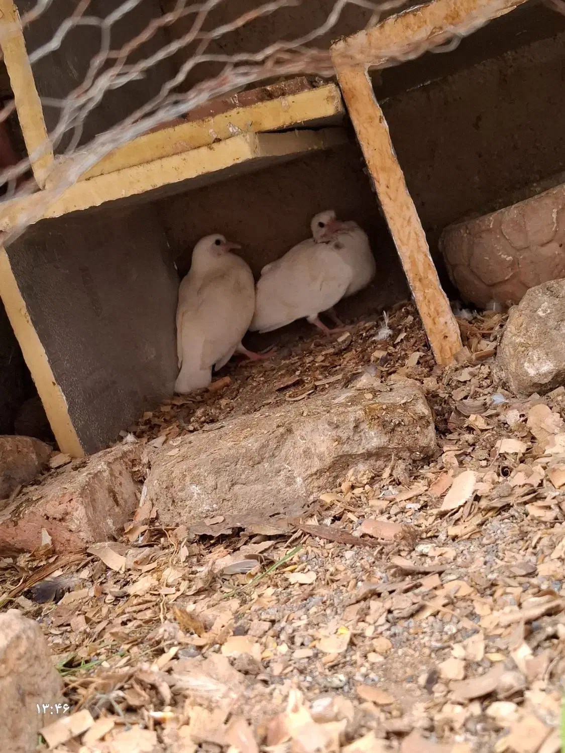 کبوتر دوبال|پرنده|بهارستان, |دیوار