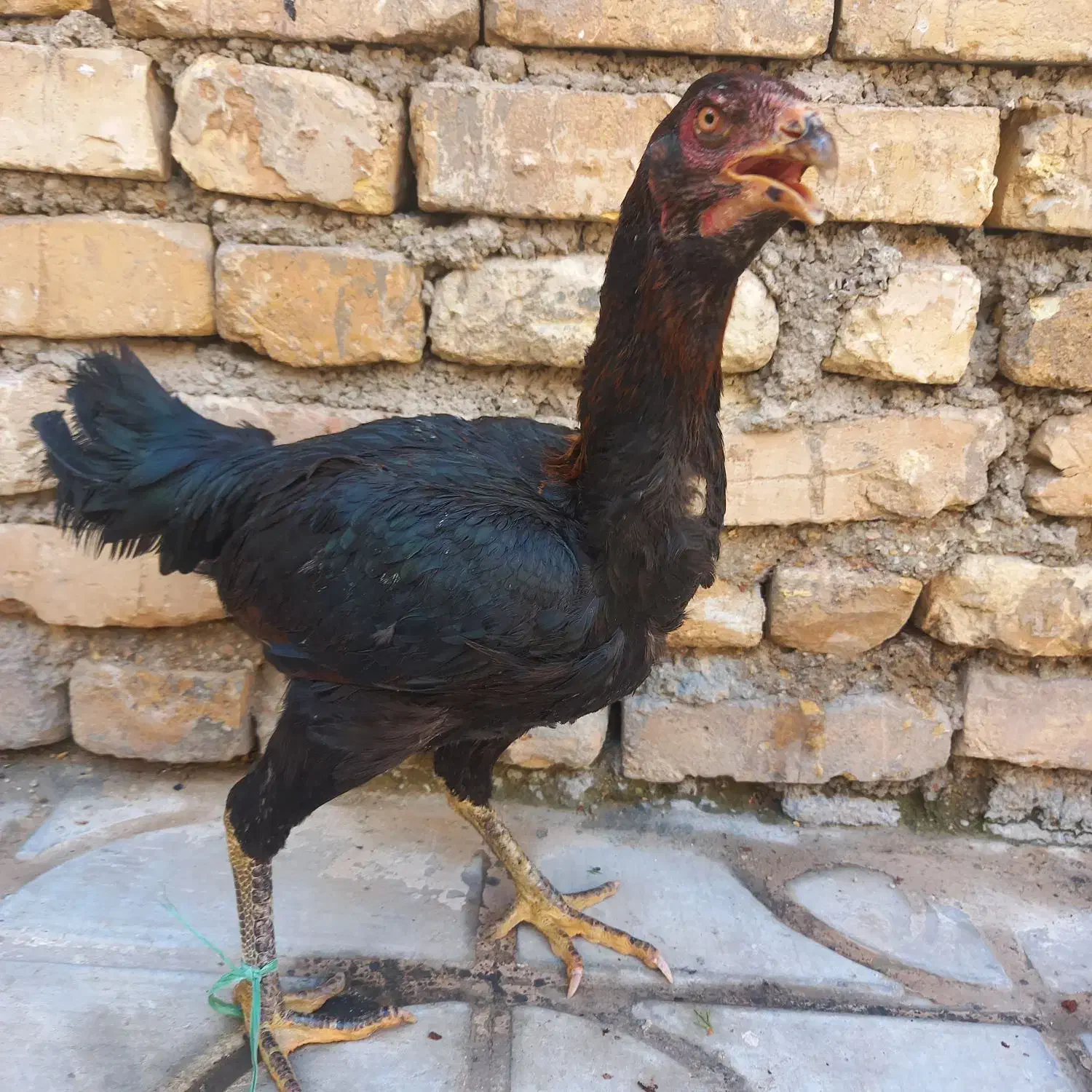 مرغ لاری|حیوانات مزرعه|شیراز, کوشک میدان|دیوار