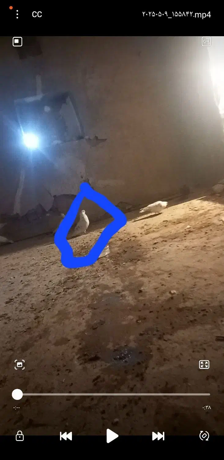 کوهدشت|پرنده|کوهدشت, |دیوار