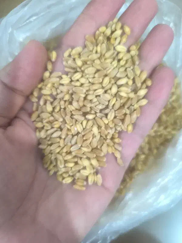 کبوتر|لوازم جانبی حیوانات|نجفآباد, یزدانشهر|دیوار