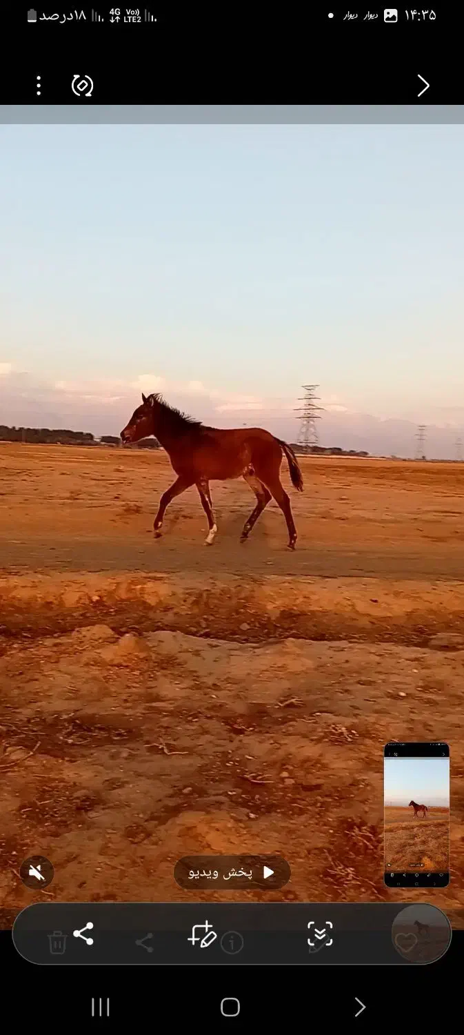 کره اسب|اسب و تجهیزات اسب‌سواری|نیشابور, خیام|دیوار