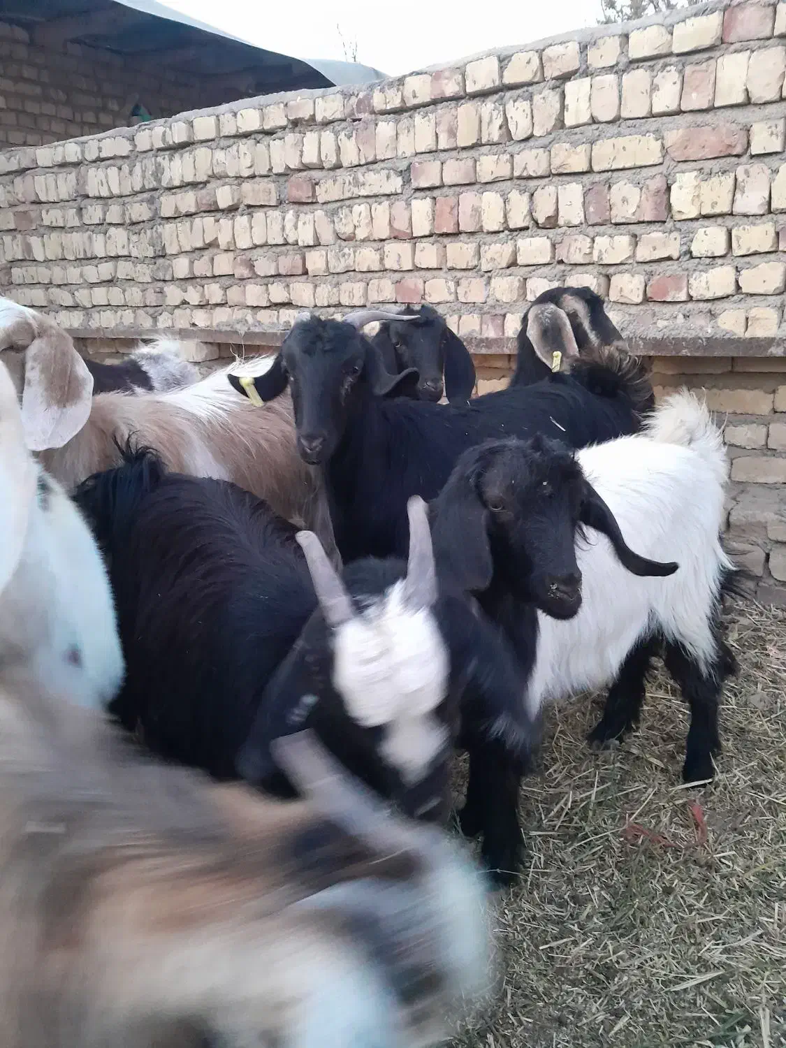 بزغاله چاق|حیوانات مزرعه|جعفرآباد, |دیوار