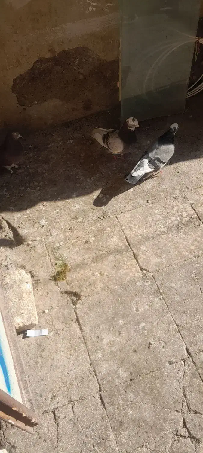 کفتر حسابی درجه ۱|پرنده|قم, محمد آباد|دیوار