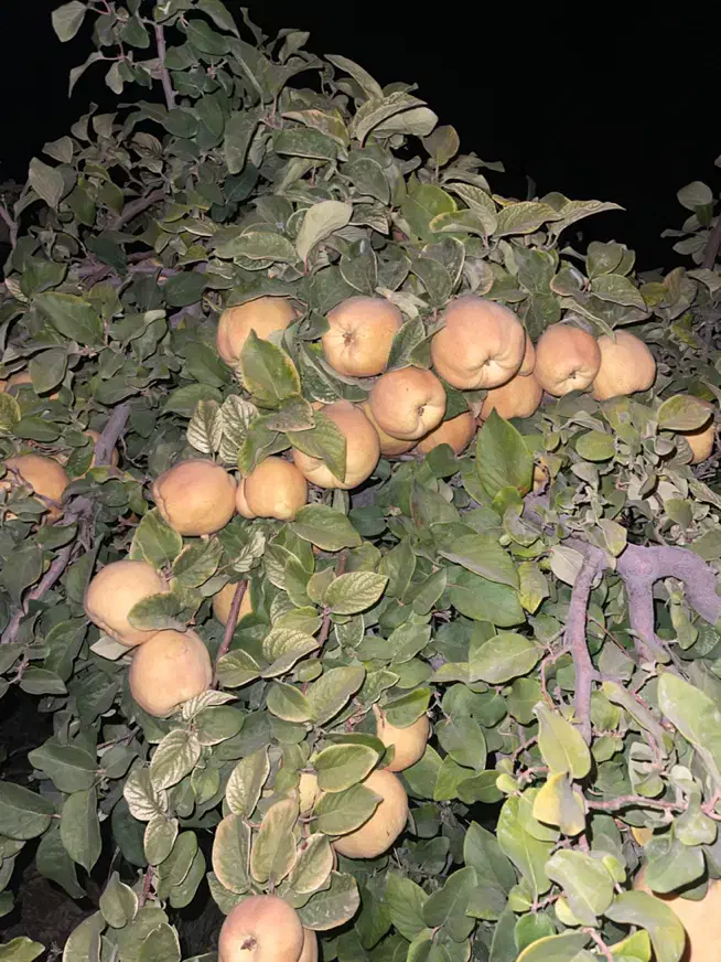 هرس وکود دهی انواع درختان|خدمات باغبانی و درختکاری|شیراز, آزادی|دیوار