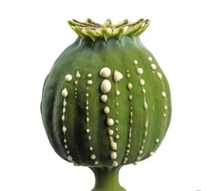 بهبود ترک اعتیاد سنتی وصنعتی|خدمات آرایشگری و زیبایی|گلستان (تهران), |دیوار