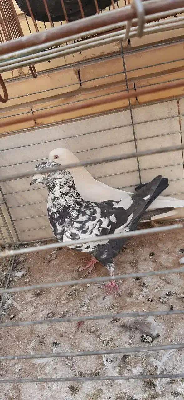 کفتر|پرنده|یزد, |دیوار