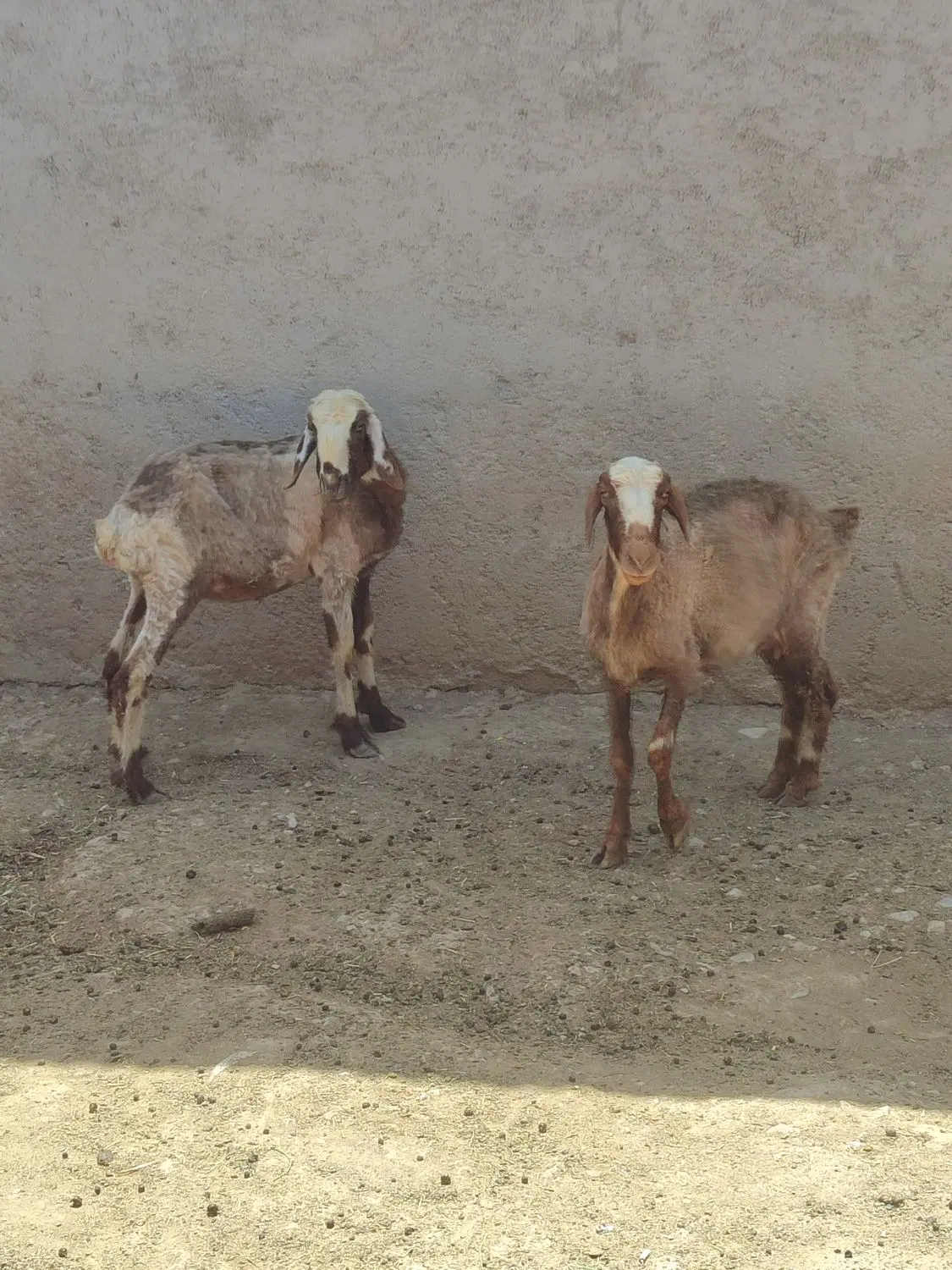 میش|حیوانات مزرعه|مرودشت, کناره|دیوار