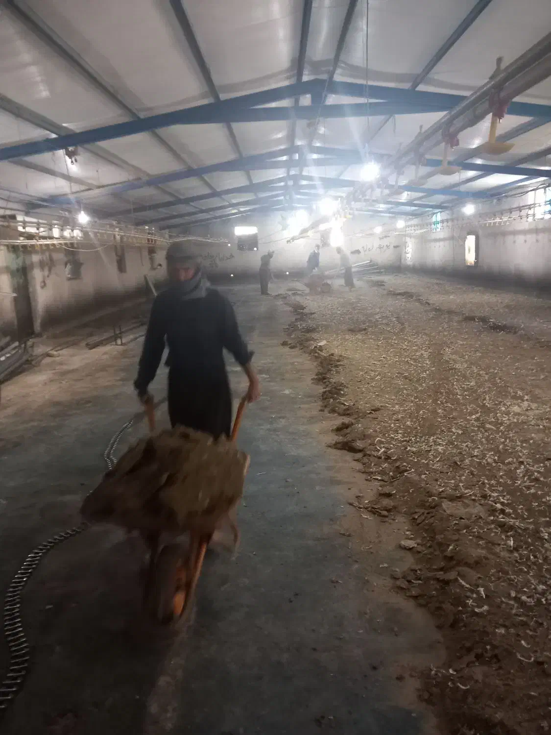 کود مرغی گوشتی خشک سالنی|خدمات باغبانی و درختکاری|کرمانشاه, |دیوار