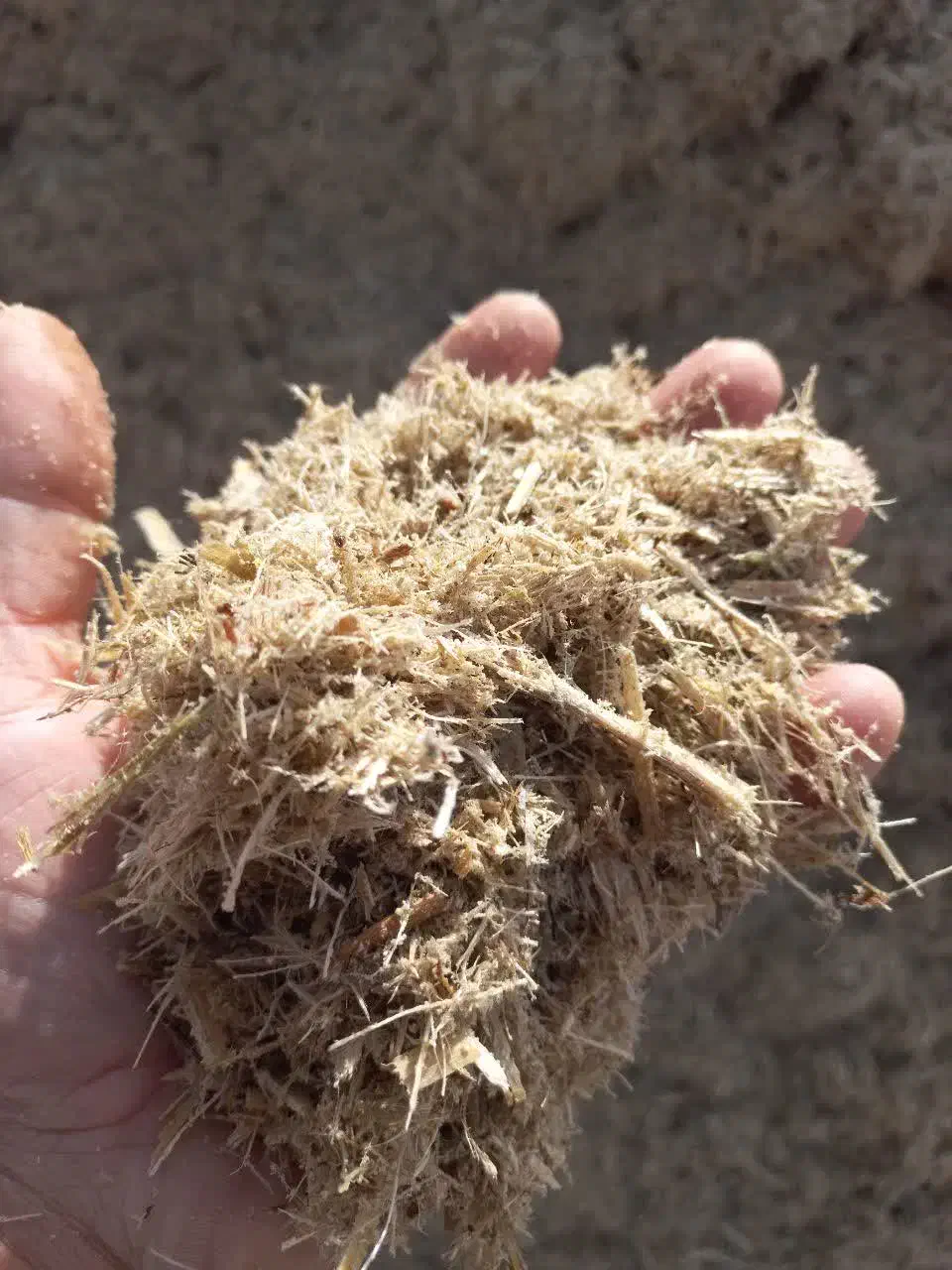 فروش کاه نیشکر خشک|حیوانات مزرعه|فردوس (خراسان), |دیوار