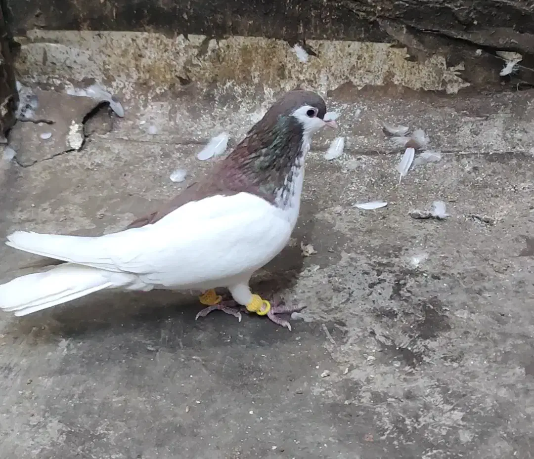 پرنده|پرنده|اهواز, کوی باهنر|دیوار