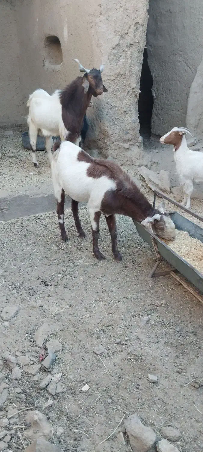 تکه از جنس کاموری|حیوانات مزرعه|بجستان, |دیوار