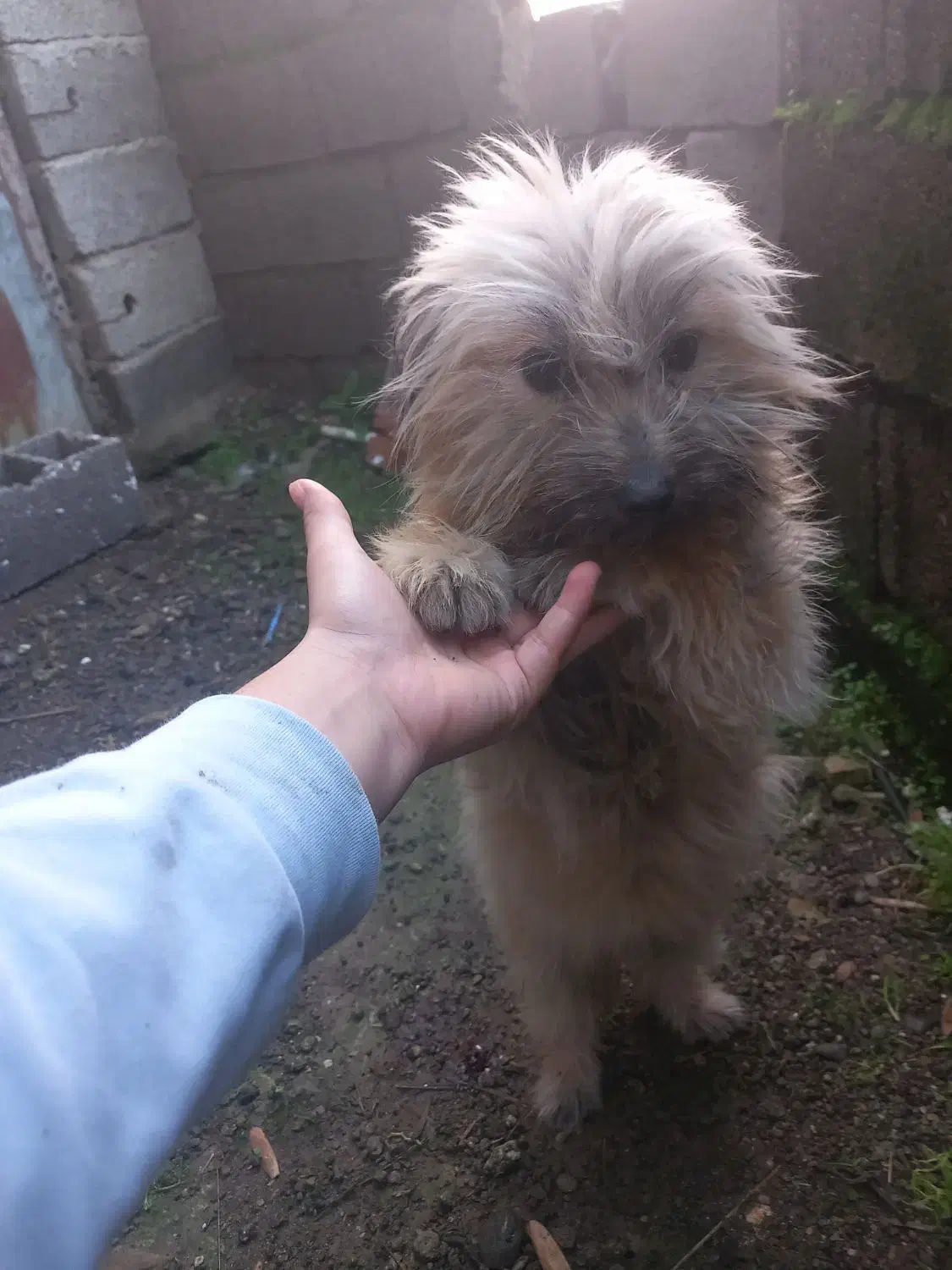 سگ پشمالود|سگ|رودسر, |دیوار