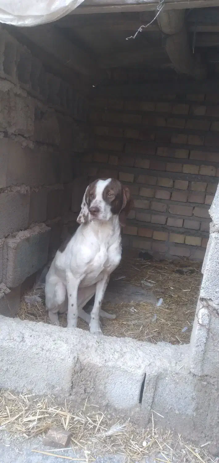 توله شکاری دنبلانی|سگ|مینودشت, |دیوار