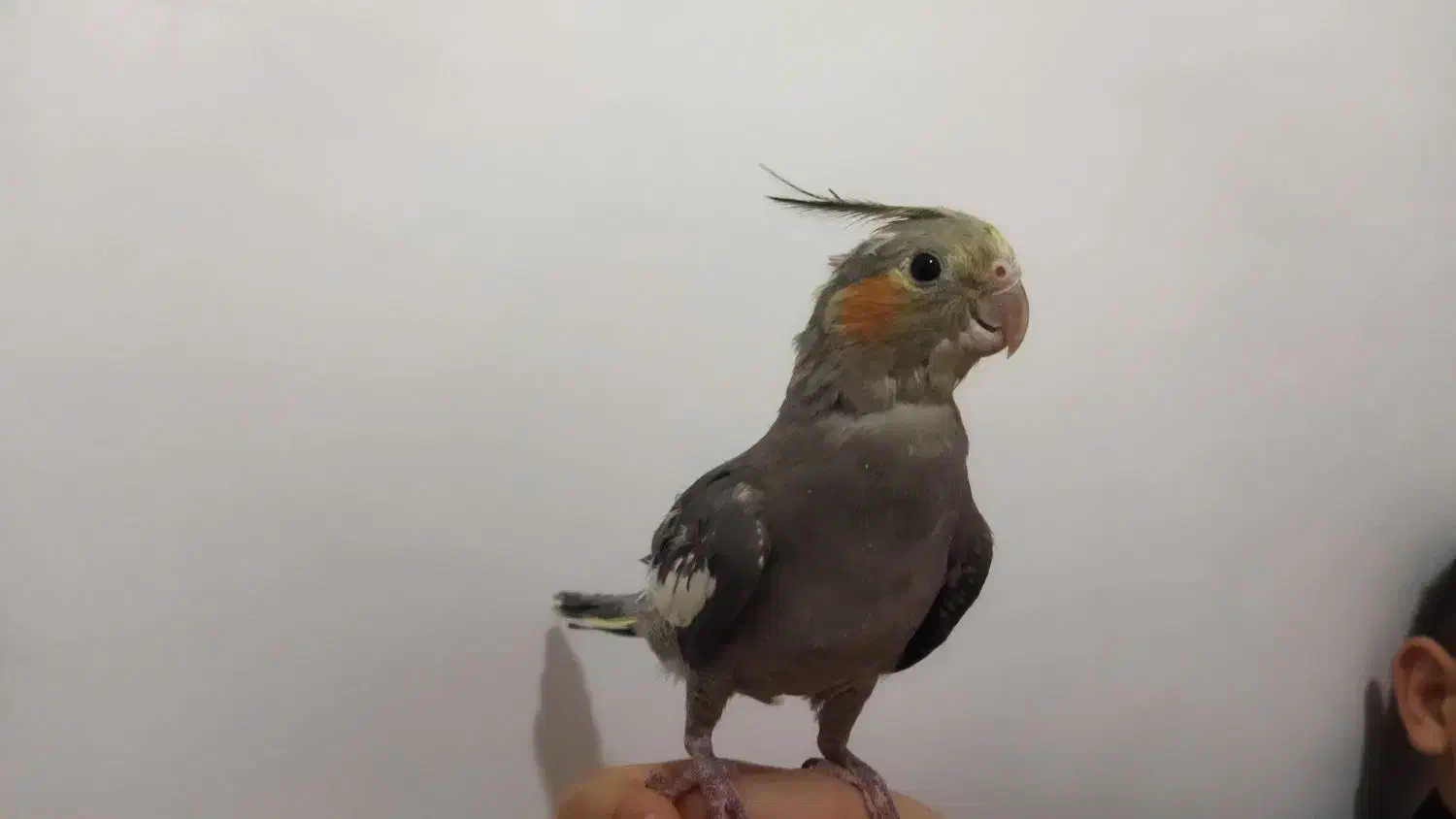 عروس هلندی|پرنده|وزینه, |دیوار