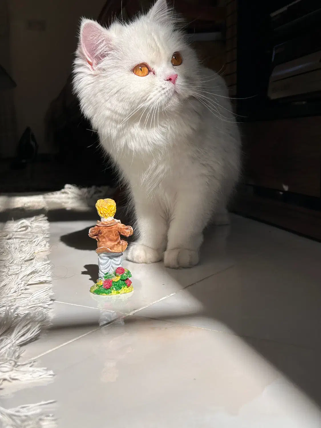 گربه ماده|گربه|بیرجند, |دیوار