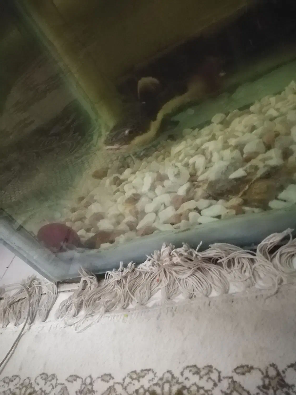 ماهی فلاور و ردتیل|ماهی|بندرعباس, |دیوار