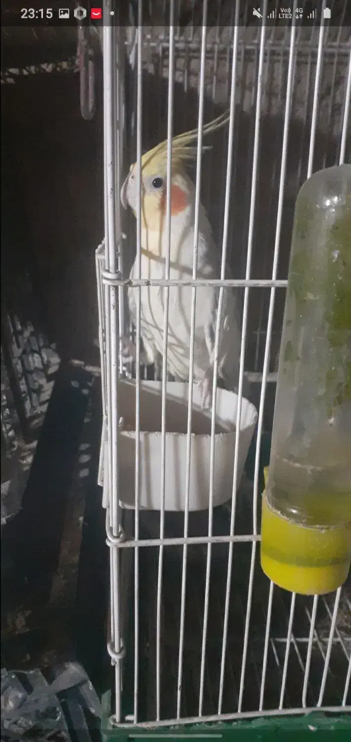 عروس و مرغ عشق|پرنده|بدره, |دیوار