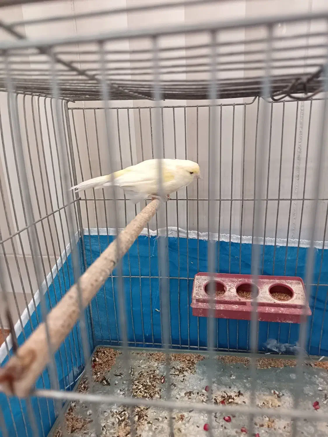 قناری ماده سوپر|پرنده|شهرضا, |دیوار