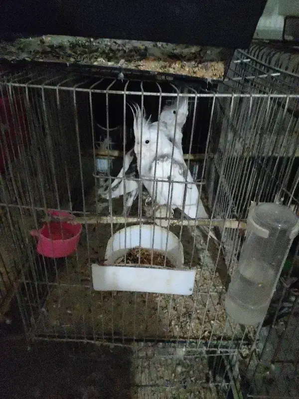 عروس هلندی با طوطی برزیلی|پرنده|شوش, |دیوار