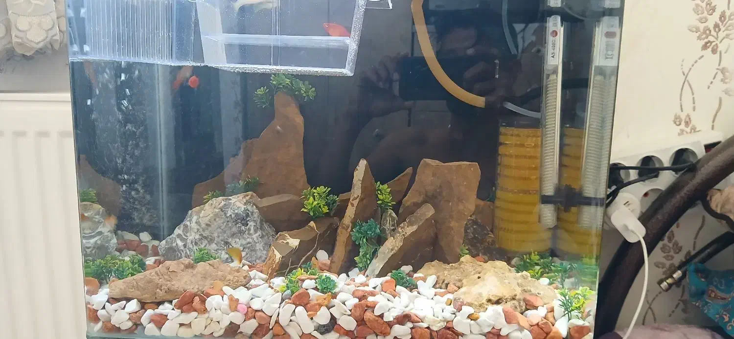 یک عدد اکواریوم شیشه خم جدید کامل|ماهی|ابهر, |دیوار