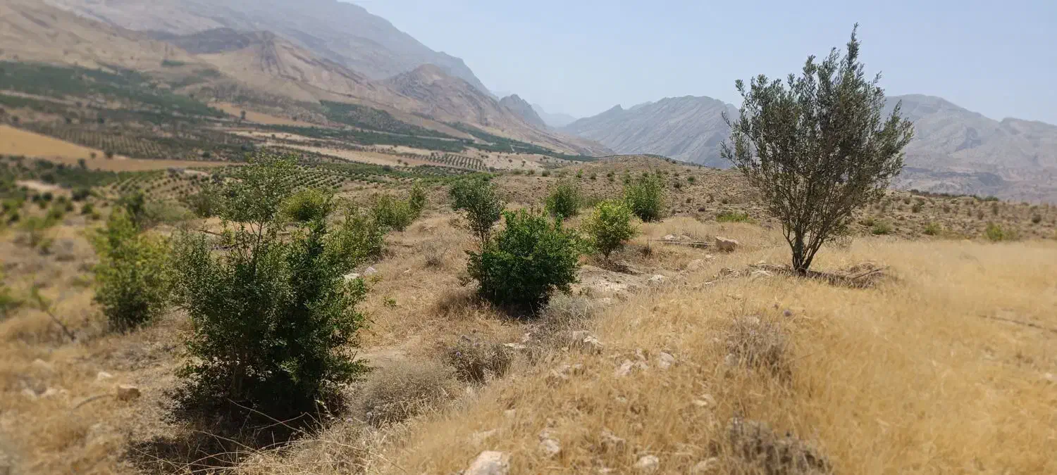 چرام باغ شمسوا ،شمس آباد فقط 500 تخفیف خوبی داره|فروش زمین و ملک کلنگی|چرام, |دیوار