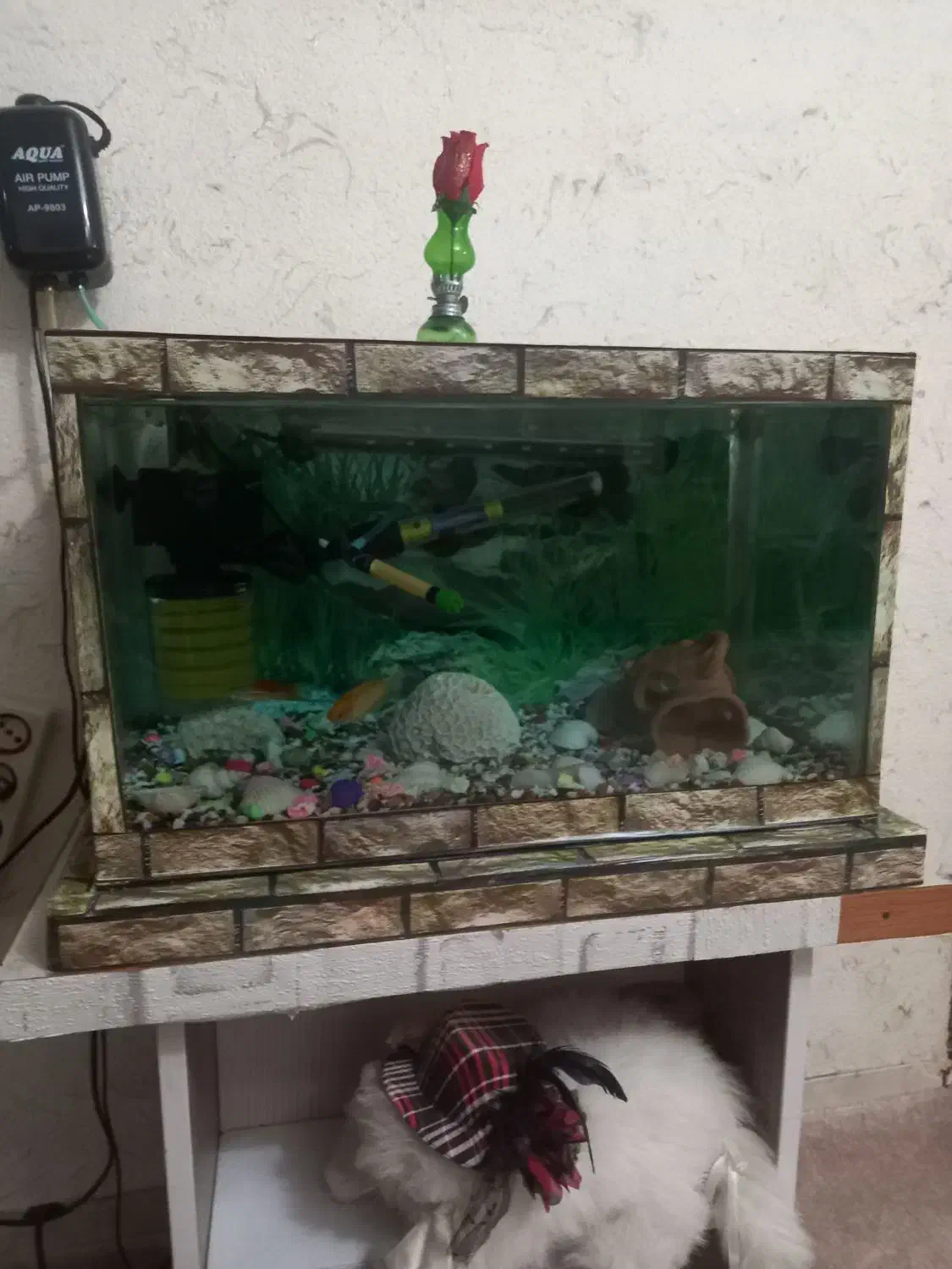 آکواریوم|ماهی|رشت, کوی فکوری|دیوار