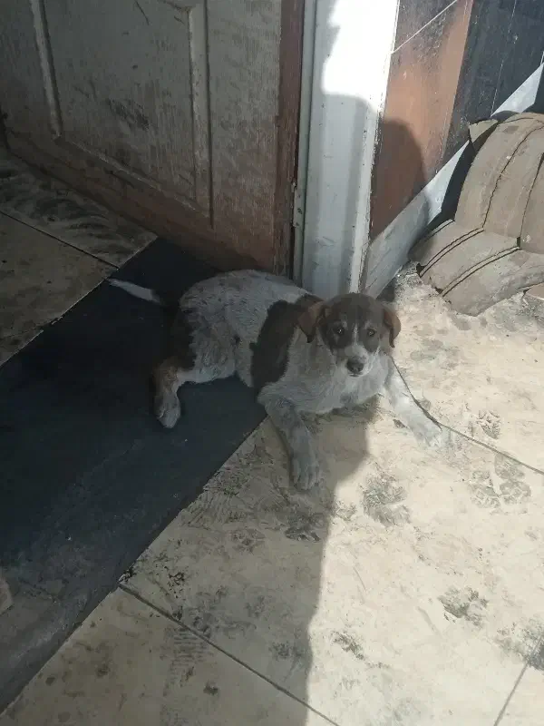 سگ نیاز ب کمک|سگ|زرندیه, |دیوار