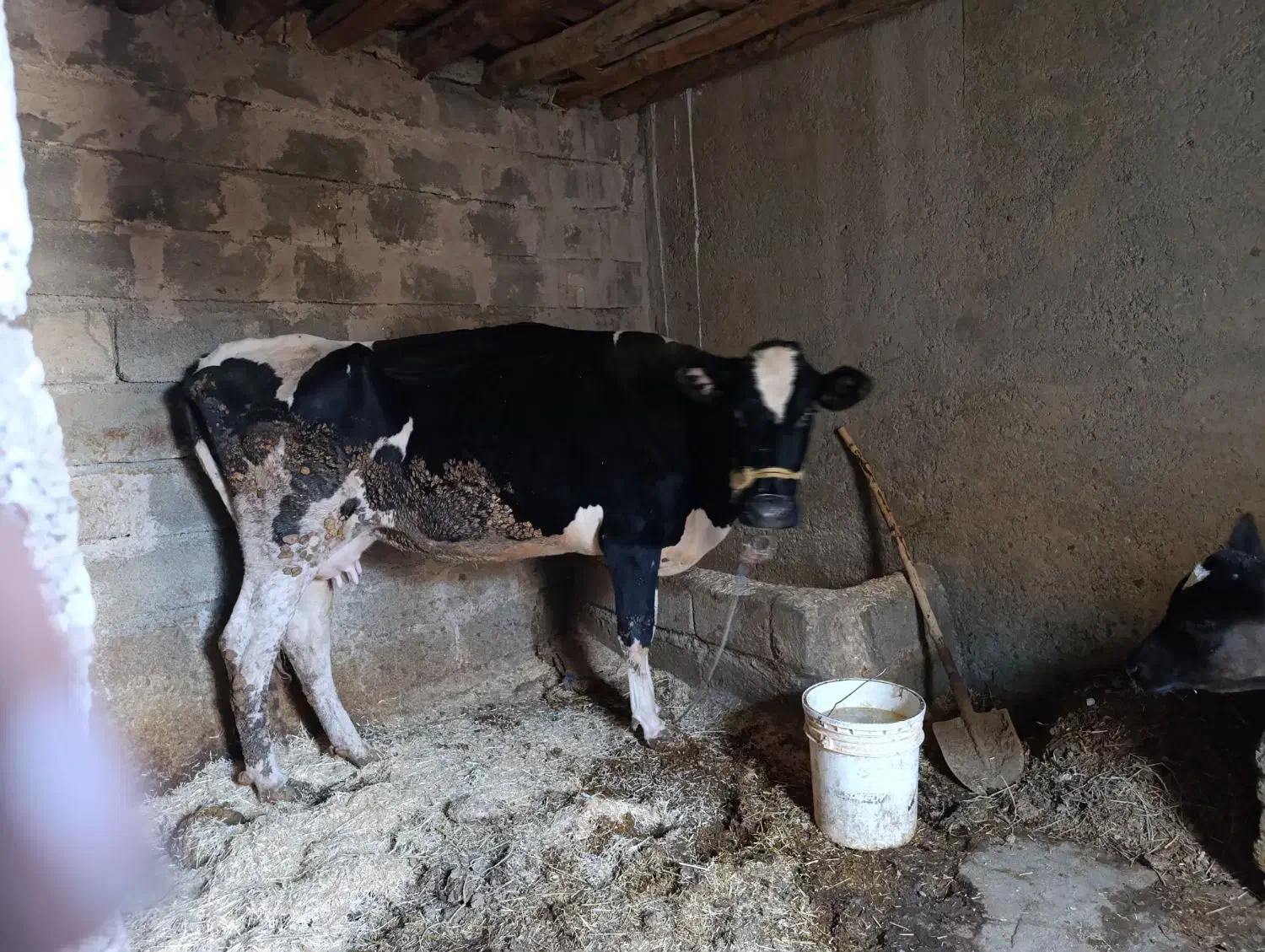 گاو و گوساله|حیوانات مزرعه|بروجرد, |دیوار