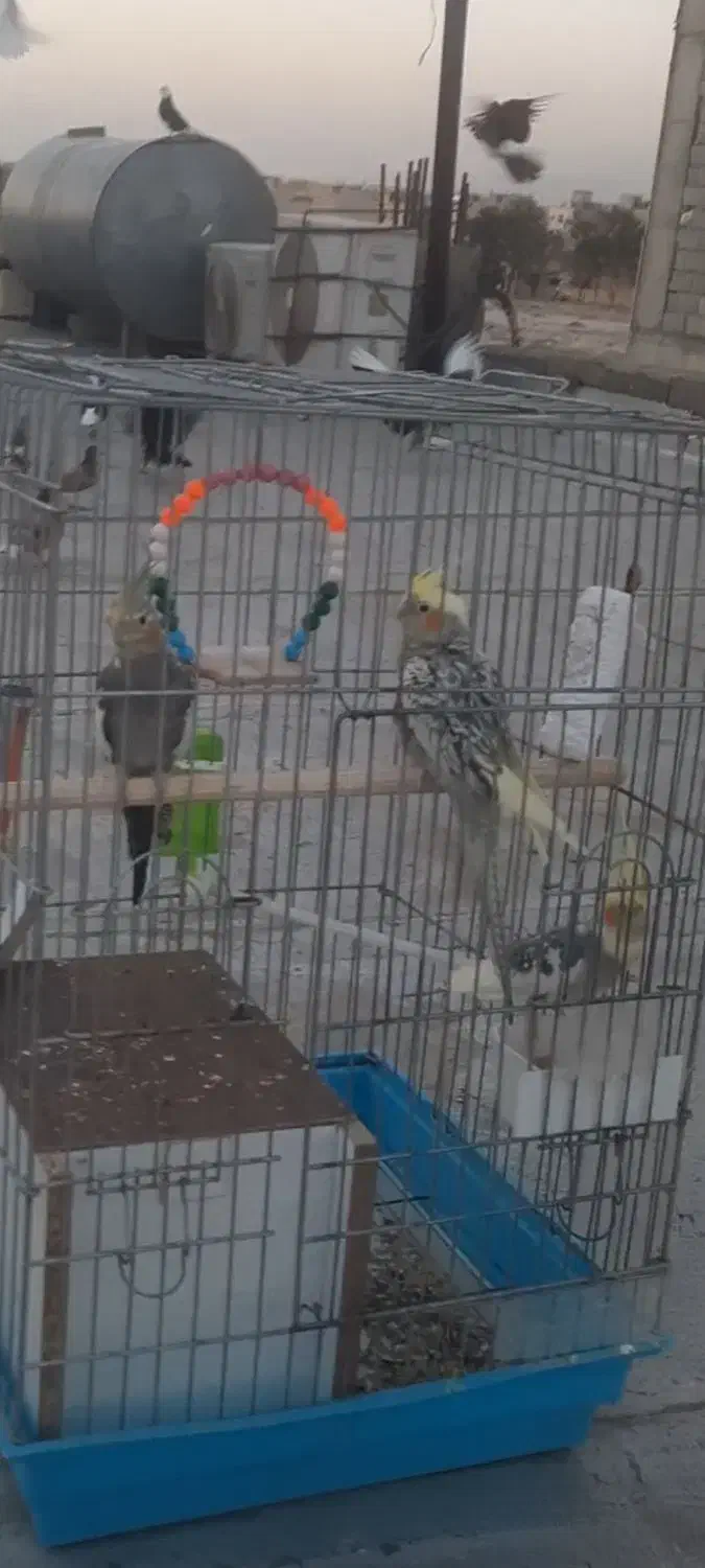 عروس هلندی|پرنده|وحیدیه, |دیوار