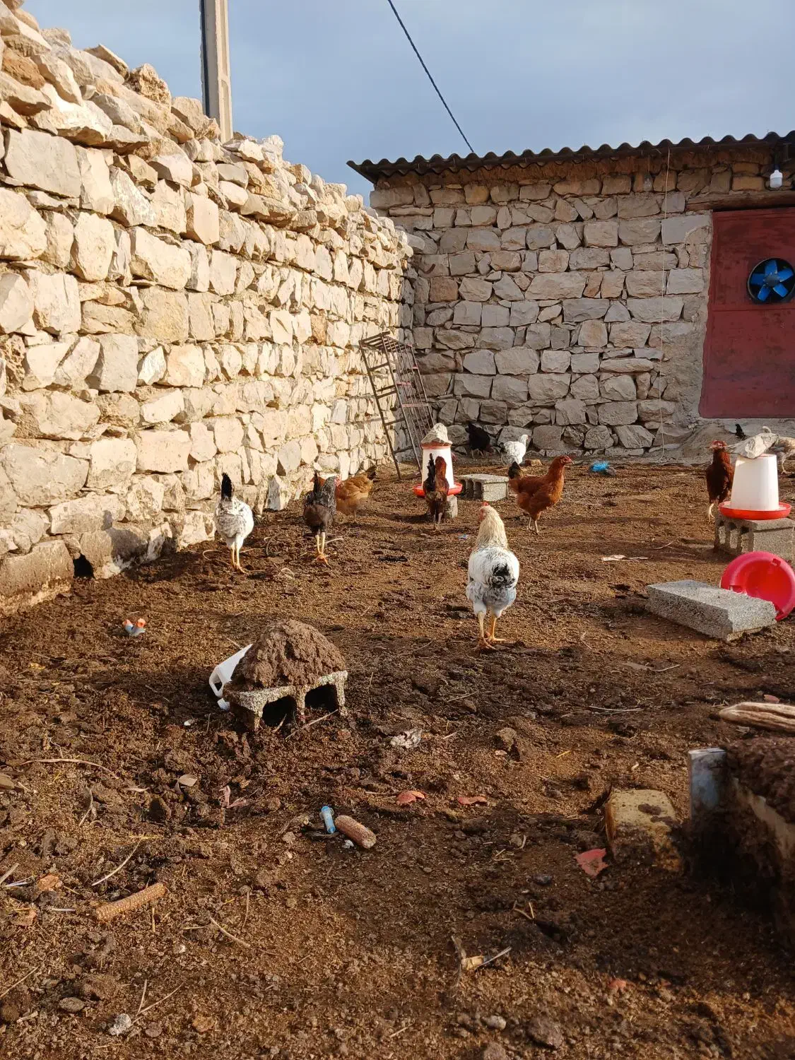 خروس|حیوانات مزرعه|سرپل ذهاب, |دیوار