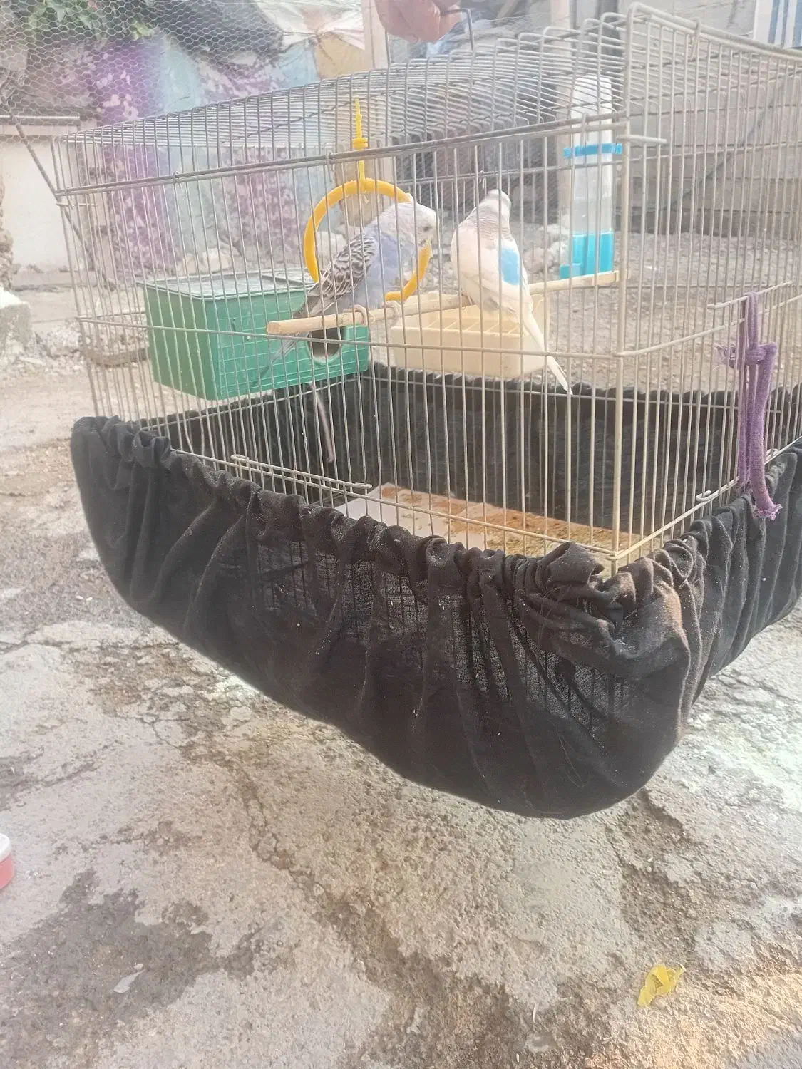 سلام یک. جفت مرغ قشق خوشکل 600|پرنده|نورآباد ممسنی, |دیوار