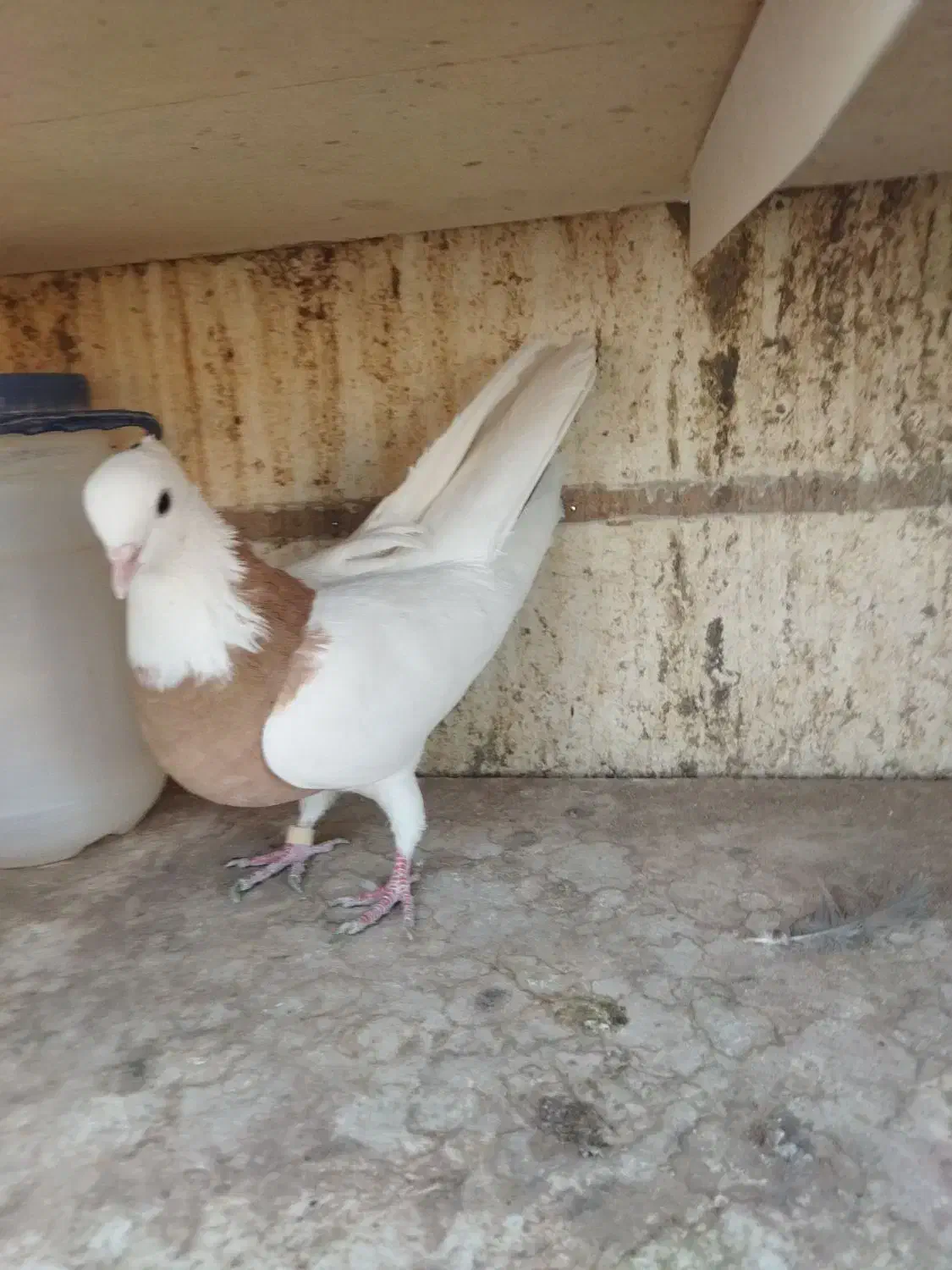 کبوتر پرشی|پرنده|سمنان, |دیوار