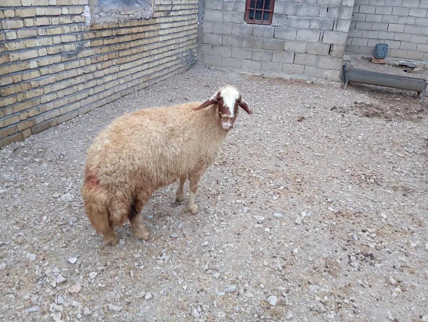 گوسفند|حیوانات مزرعه|ماهیدشت, |دیوار