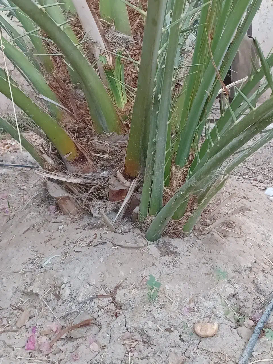 فروش پا جوش نخل برحی آبادان|گل و گیاه طبیعی|رامهرمز, |دیوار