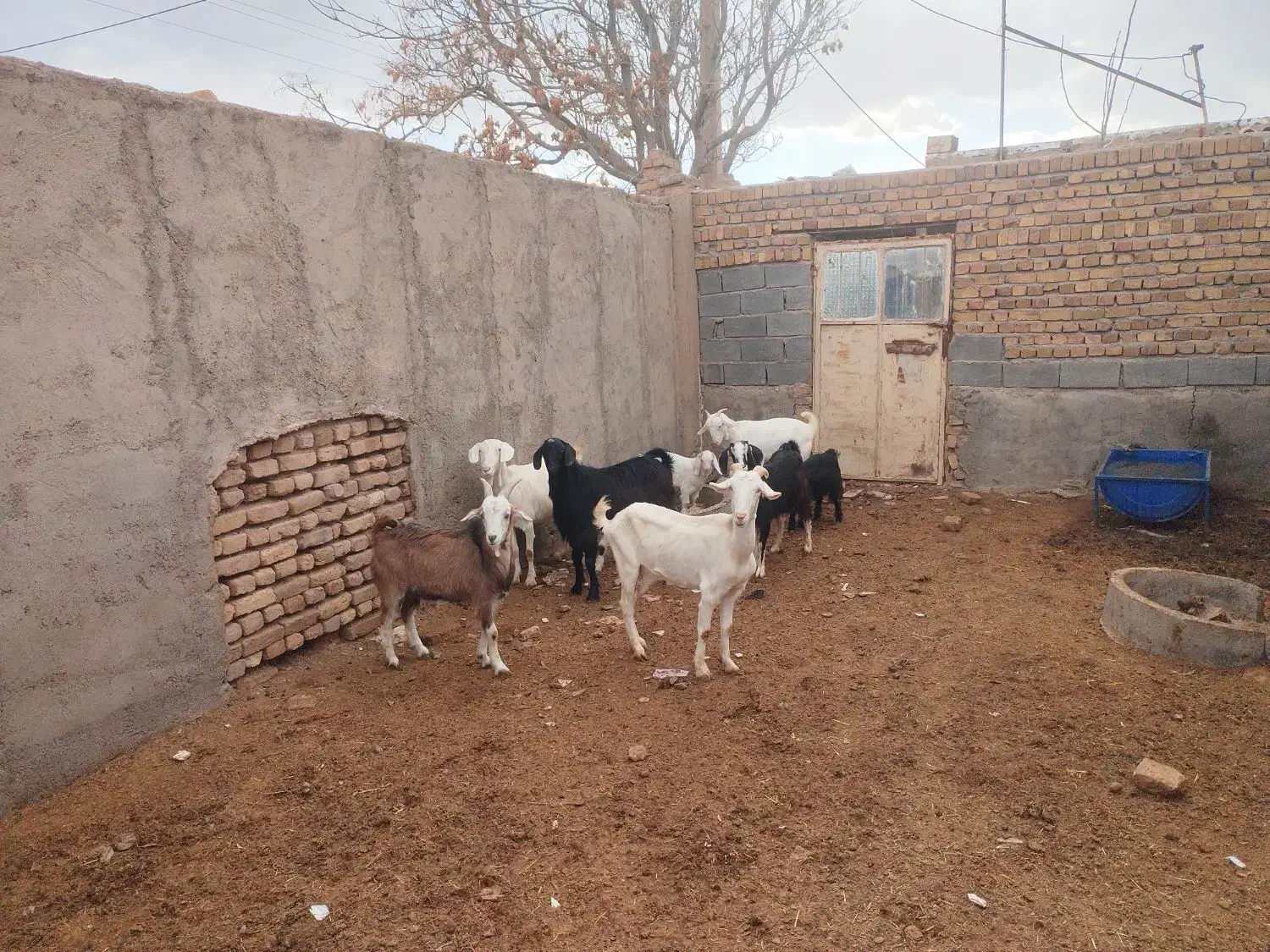 بزسامی|حیوانات مزرعه|بوئین زهرا, |دیوار