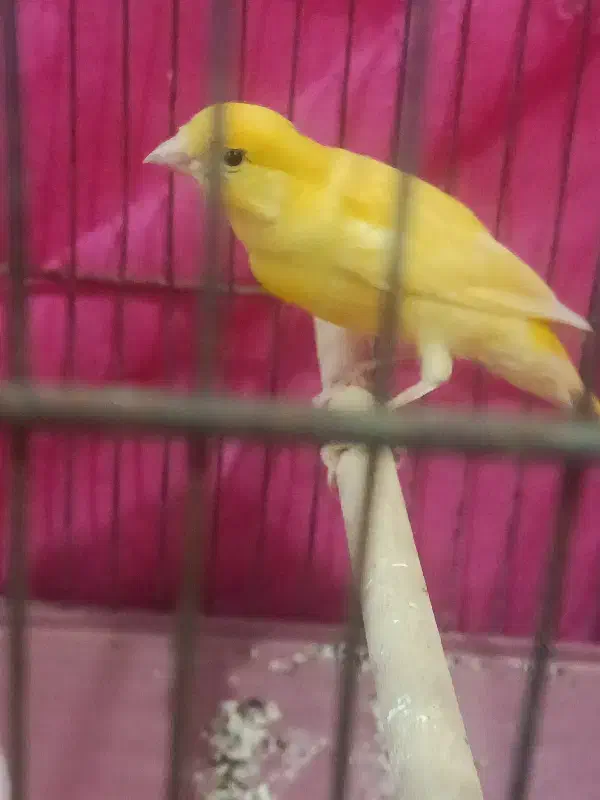 فروش قناری طلای دهن زن|پرنده|مرودشت, گندم|دیوار