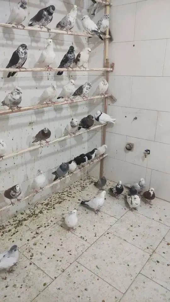 فروش  کبوتر‌کاشونی دمگیر طوقی شازده به قیمت خوب|پرنده|شاهین‌شهر, شهرک گلدیس|دیوار