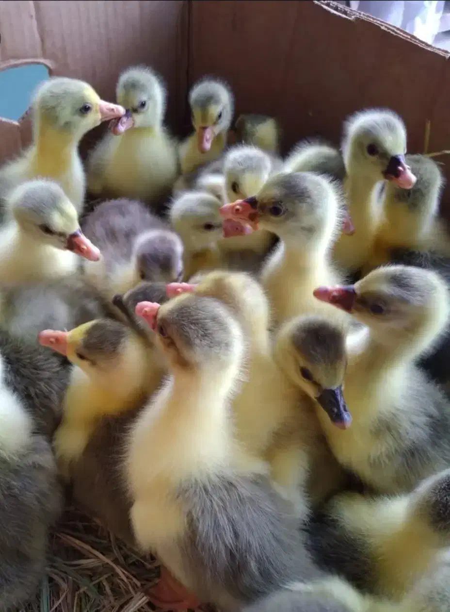 جوجه غاز یکروزه سالم و سرحال|حیوانات مزرعه|چمستان, |دیوار