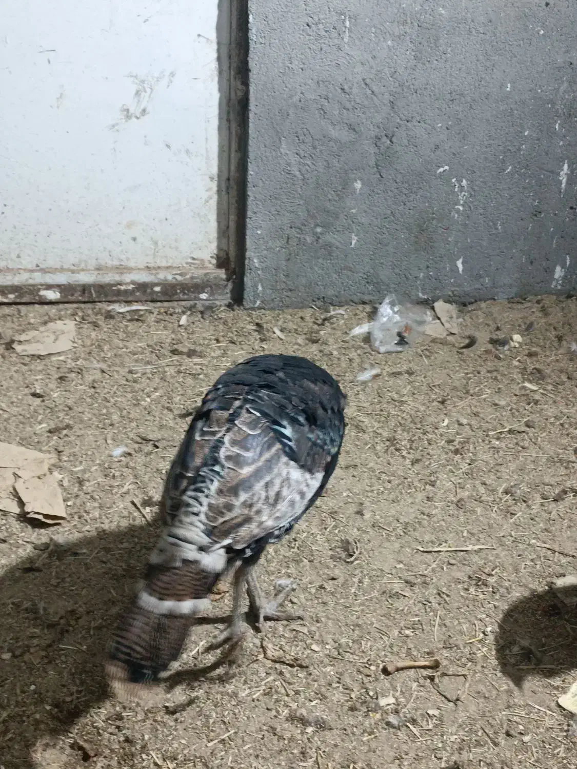 مرغ و خروس محلی و بوقلمون و اردک|حیوانات مزرعه|مشهد, گنبدواز|دیوار