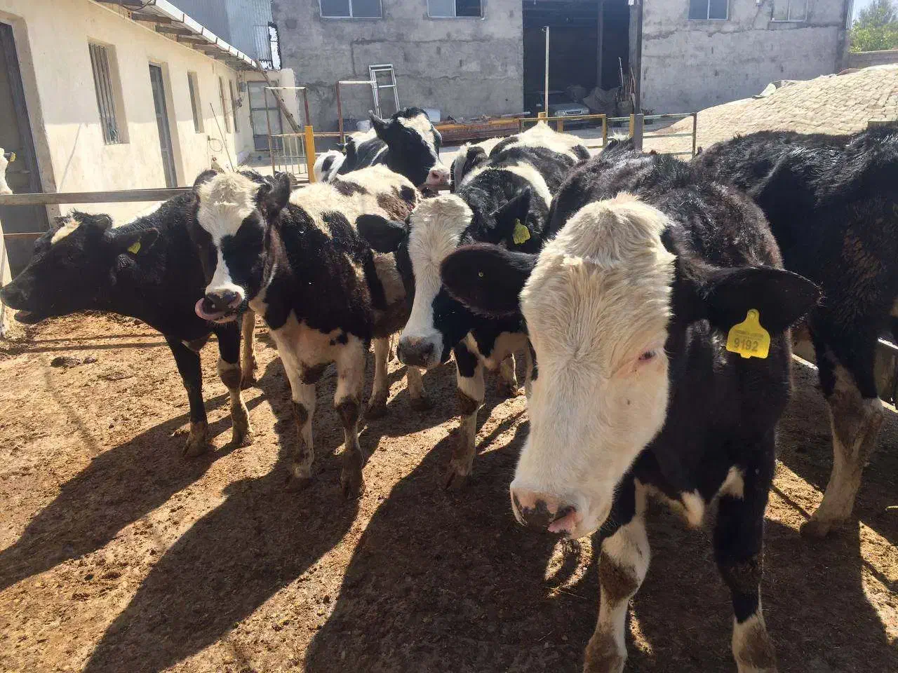 گوساله ماده|حیوانات مزرعه|اصفهان, آزادگان|دیوار