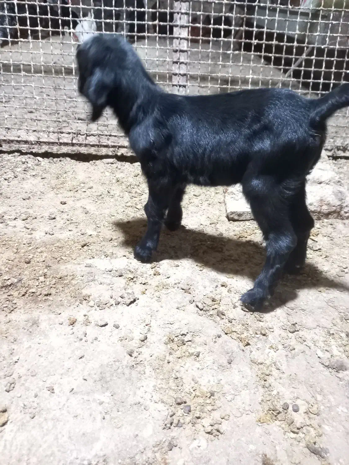 بزغاله شیری|حیوانات مزرعه|آشتیان, |دیوار