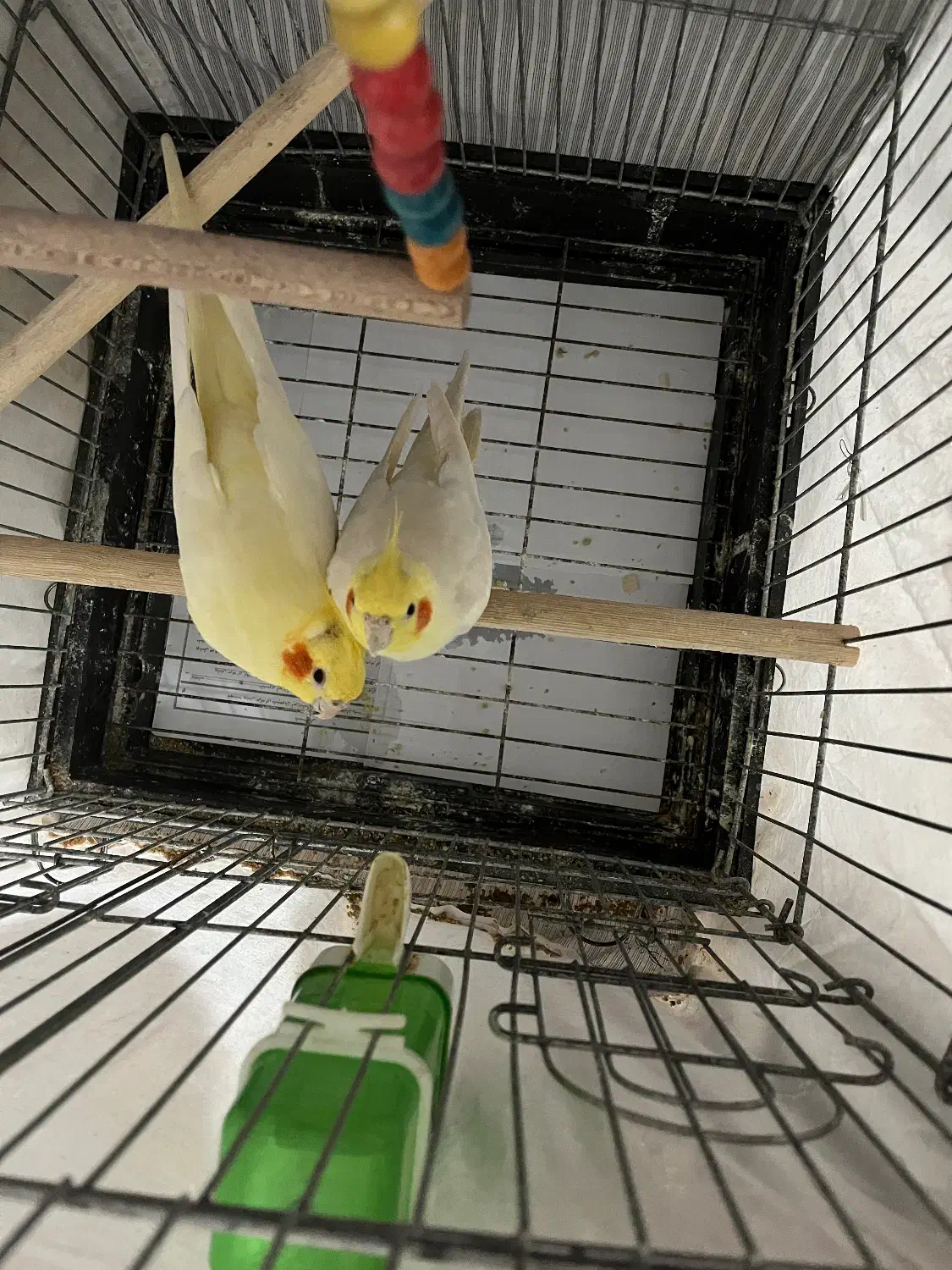 جفت مولد عروس هلندی لوتینو|پرنده|شفت, |دیوار