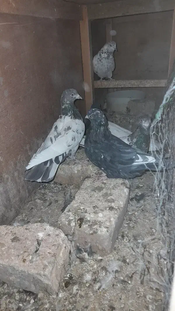 کفتر گمشده|پرنده|نیمروز, |دیوار