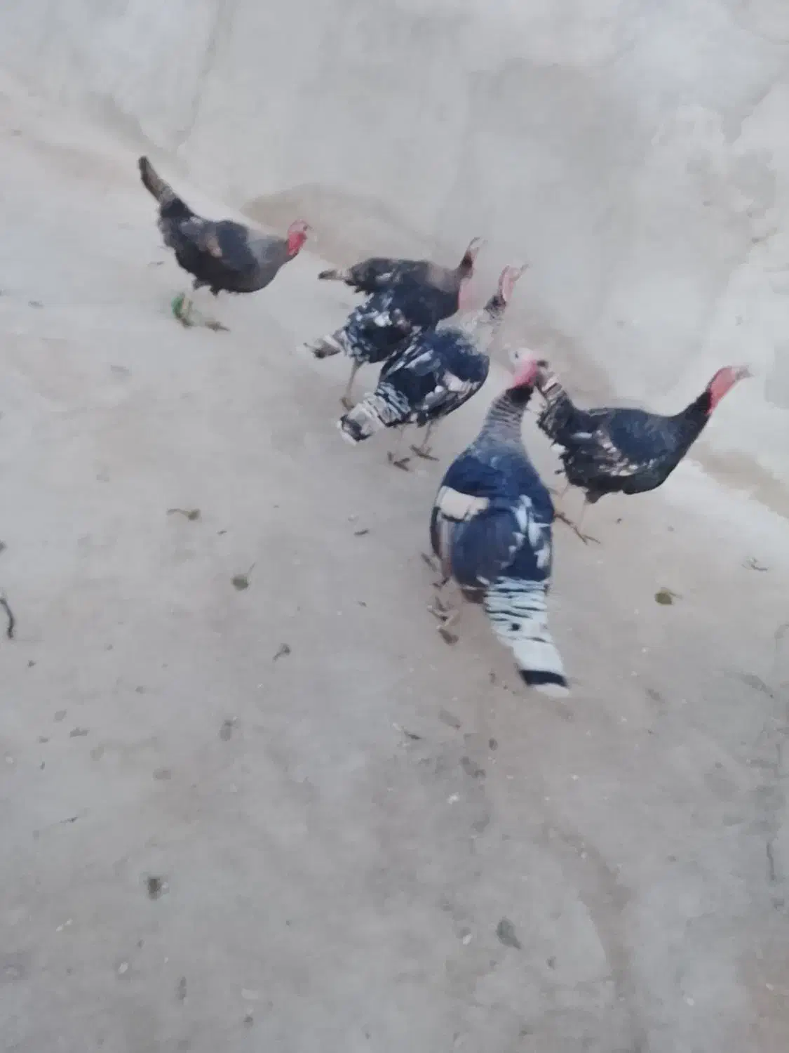 بوقلمون فروش|حیوانات مزرعه|هامون, |دیوار