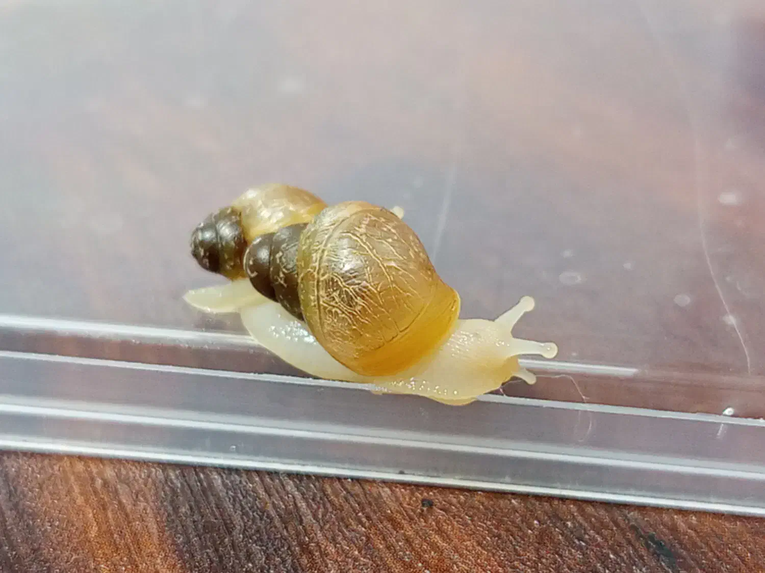 انواع حلزون اچاتینا|خزنده|ورامین, ورامین|دیوار